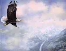 soaring_eagle